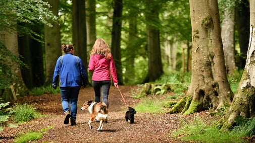 Two women walk their dogs through the woodland at Allen Banks and Staward Gorge